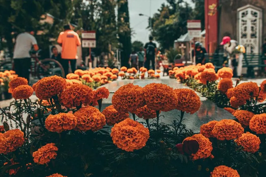 Marigold flowers