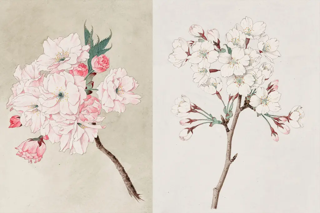 vintage botanical art