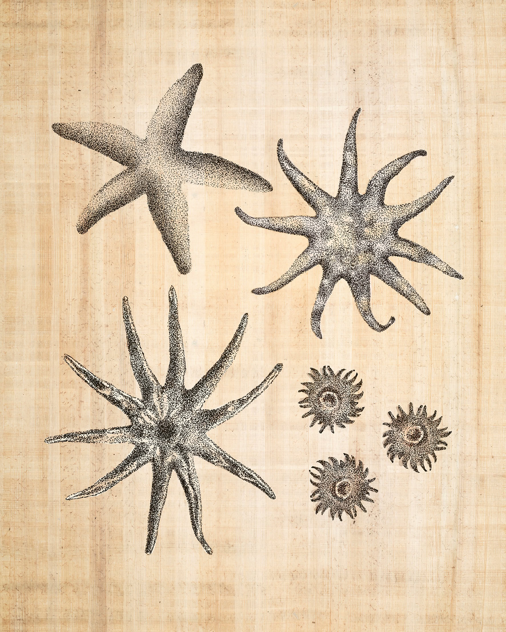ancient sea stars print