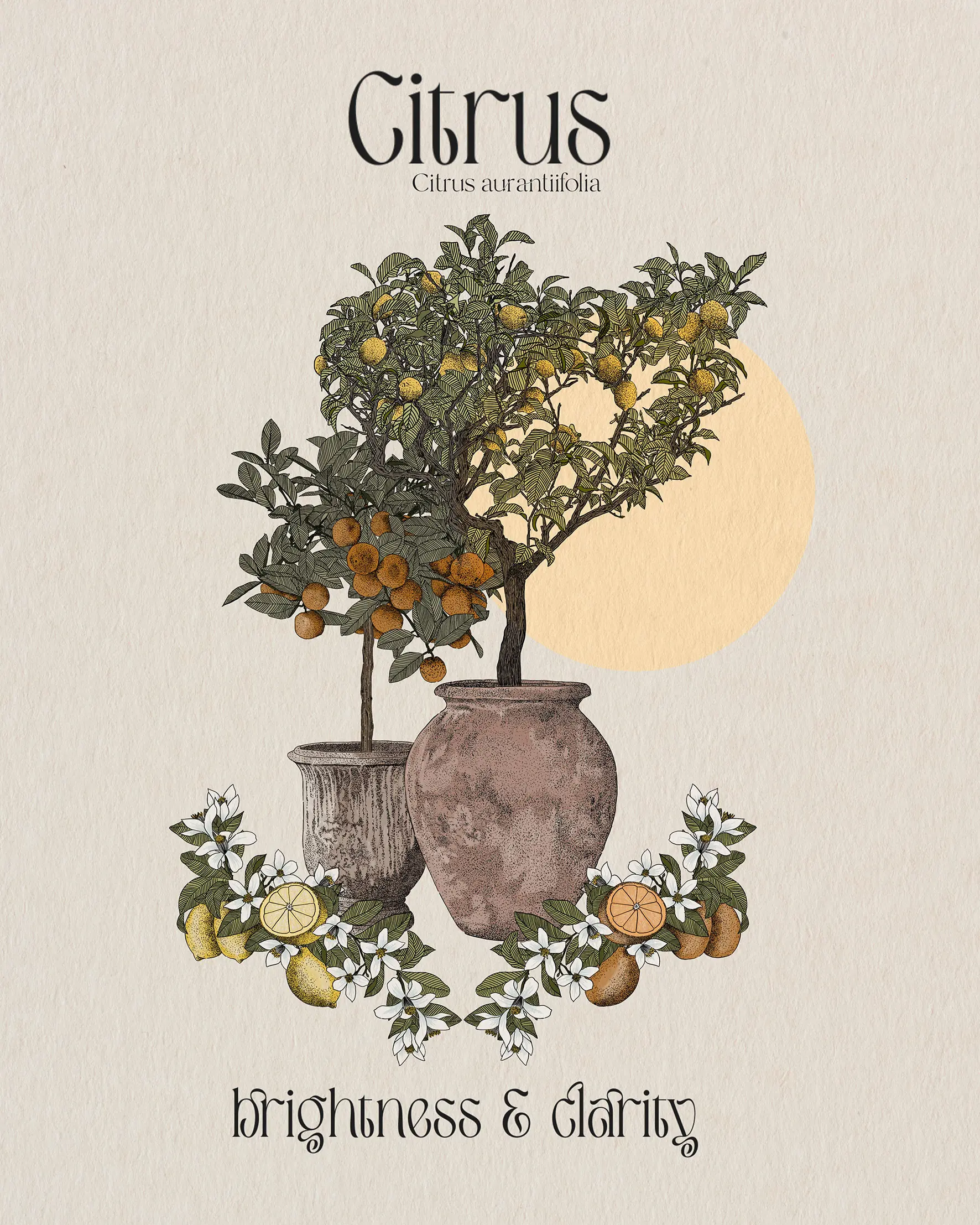 Citrus Brightness and clarity